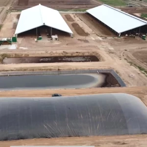 Biodigestores, cómo transformar los efluentes porcinos en recursos rentables
