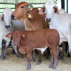 La Genética para producir más carne respetuosa con el ambiente