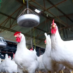 Anuncian Plan Aviar que destinará fondos para productores afectados