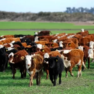 Si desapareciese el ganado bovino ¿se resolvería el problema del cambio climático?