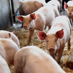 Conozca los temas que verá el 15 de junio en la 6ta. Jornada de Integración de la Cadena Porcina