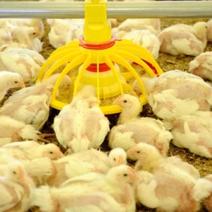 Acciones para cumplir las cinco libertades del Bienestar Animal