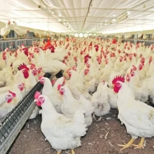 Senasa presentó las acciones realizadas para la prevención y control de la Influenza Aviar
