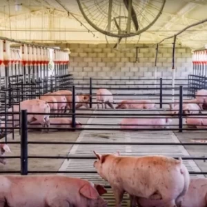 Diferentes alternativas de gestación grupal en cerdos