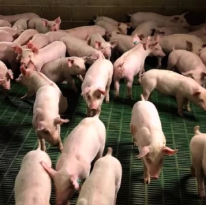 Prácticas para mejorar la sustentabilidad de los sistemas productivos