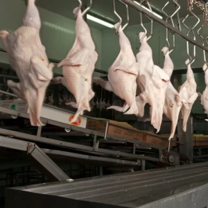Arabia Saudita habilitó el ingreso de productos aviares procedentes de Argentina