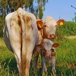 Estrategias de manejo para mejorar la eficiencia reproductiva