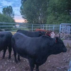 Senasa y el Foro de Genética Bovina analizaron nuevos destinos de exportación