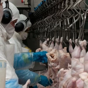 Argentina reabre comercio con Japón de carne fresca aviar, ovoproductos y subproductos