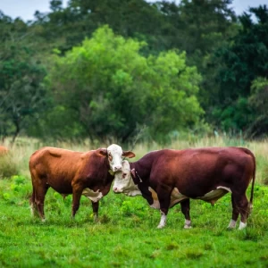 Sustentabilidad de la cadena de ganado y carne desde el campo hasta el frigorífico