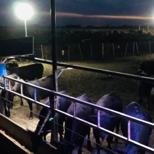 Cómo mitigar las pérdidas productivas por efecto del Estrés Térmico Calórico