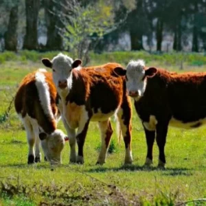 Tres desafíos para convertir a la ganadería en un sector clave para el desarrollo del país