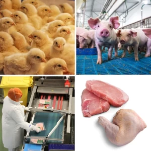 Conozca a los protagonistas de las industrias avícola y porcina