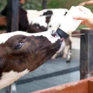 Probióticos, una alternativa al uso de antibióticos en la cría de animales
