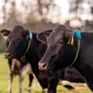 La inteligencia animal, un aliado para los ganaderos