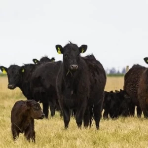 La certificación europea en bienestar animal llega a Latinoamérica