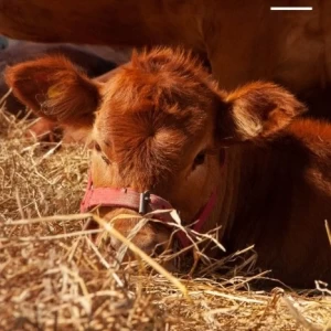 La Argentina vuelve a exportar embriones bovinos “in vivo” a la Unión Europea
