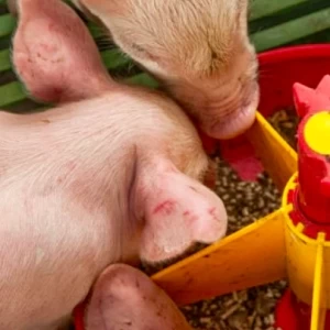 La nutrición de precisión está dando forma al presente y futuro de la alimentación para cerdos
