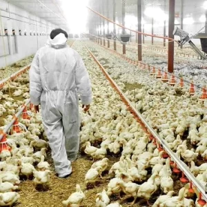 La importancia de la Bioseguridad en la Avicultura