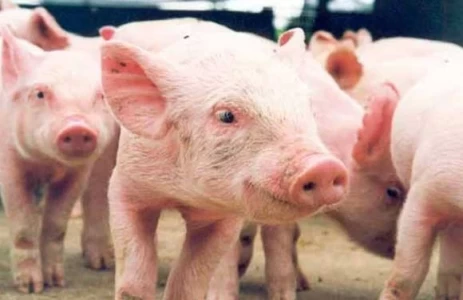  JORNADAS TODO CERDOS 2015: PROMUEVE Y ACOMPAÑA REVISTA SOLO AVES&PORCINOS Y RED ALIMENTARIA