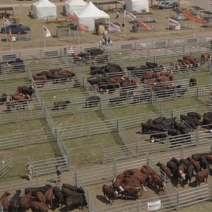 Expoagro tendrá una agenda ganadera pensando en la eficiencia