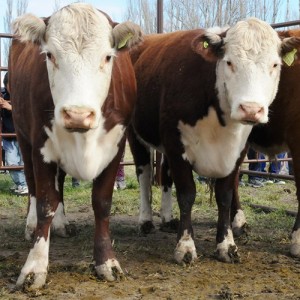 Publican informe que releva el nivel de la sustentabilidad actual de la ganadería argentina