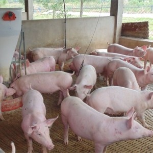 Analizan los valores del Sector Porcino Argentino en el mes de julio de 2020