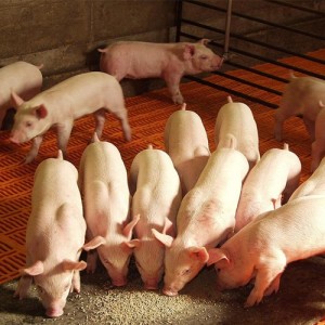 La cadena de cerdos, evolución de la gran transformadora de granos y su salida postpandemia