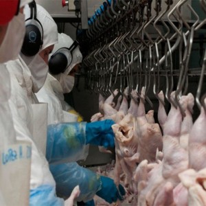 La Argentina reiniciará las exportaciones de carne aviar a la Unión Europea