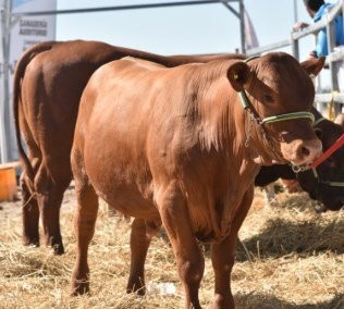 EXPOAGRO: LA GANADERÍA SE POTENCIA