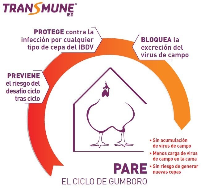 TRANSMUNE® PARA EL CICLO DE GUMBORO, DETIENE LA REINFECCIÓN Y PROTEGE CONTRA TODAS LAS CEPAS VIRALES