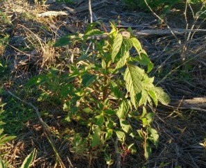 ANALIZARÁN LAS DECISIONES DE LOS PRODUCTORES: UN PROYECTO QUE VA A FONDO PARA GANARLE DE MANO A LAS 