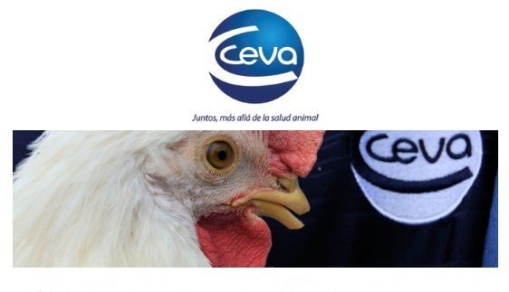 CEVAC® TRANSMUNE: PROTECCIÓN FRENTE A LA ENFERMEDAD DE GUMBORO (IBD) EN BROILERS.