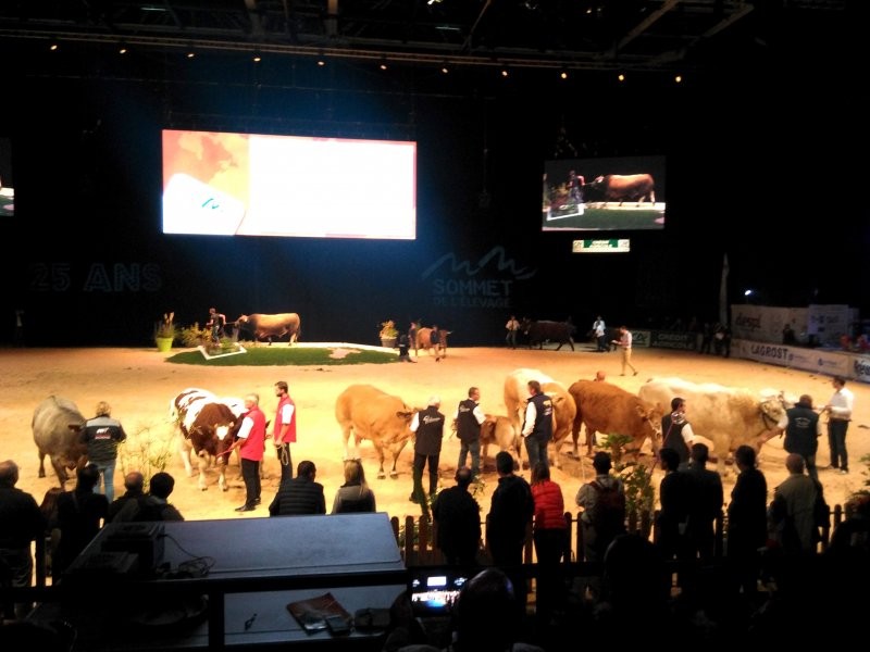 LO MÁS EXQUISITO DE LA GENÉTICA BOVINA EUROPEA SE LUCE EN TIERRAS GALAS