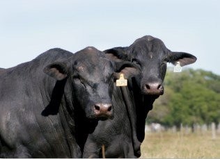  BRANGUS: FLEXIBILIDAD Y ADAPTACION AL AMBIENTE PARA PRODUCIR CARNE DE CALIDAD EN ZONAS TROPICALES