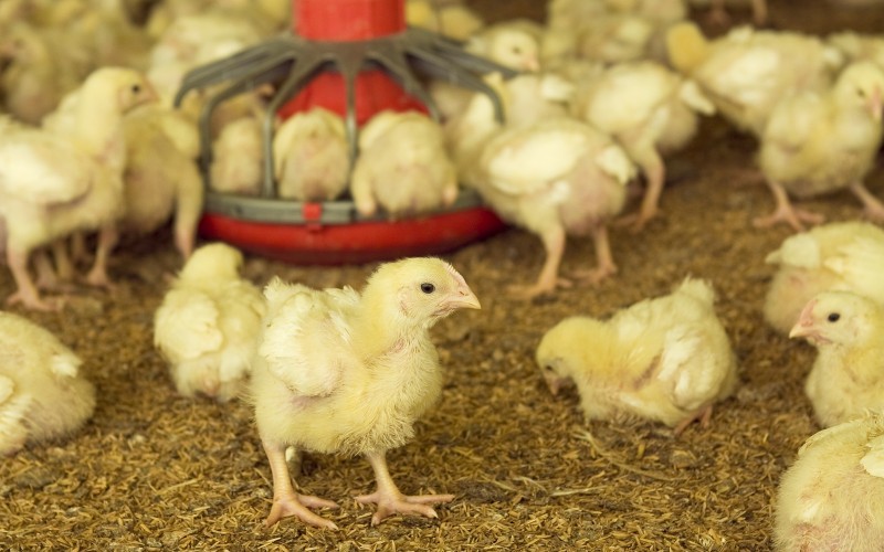 SEGUNDO ENCUENTRO DEL GRUPO DE TRABAJO DE BIENESTAR ANIMAL EN POLLOS DE ENGORDE