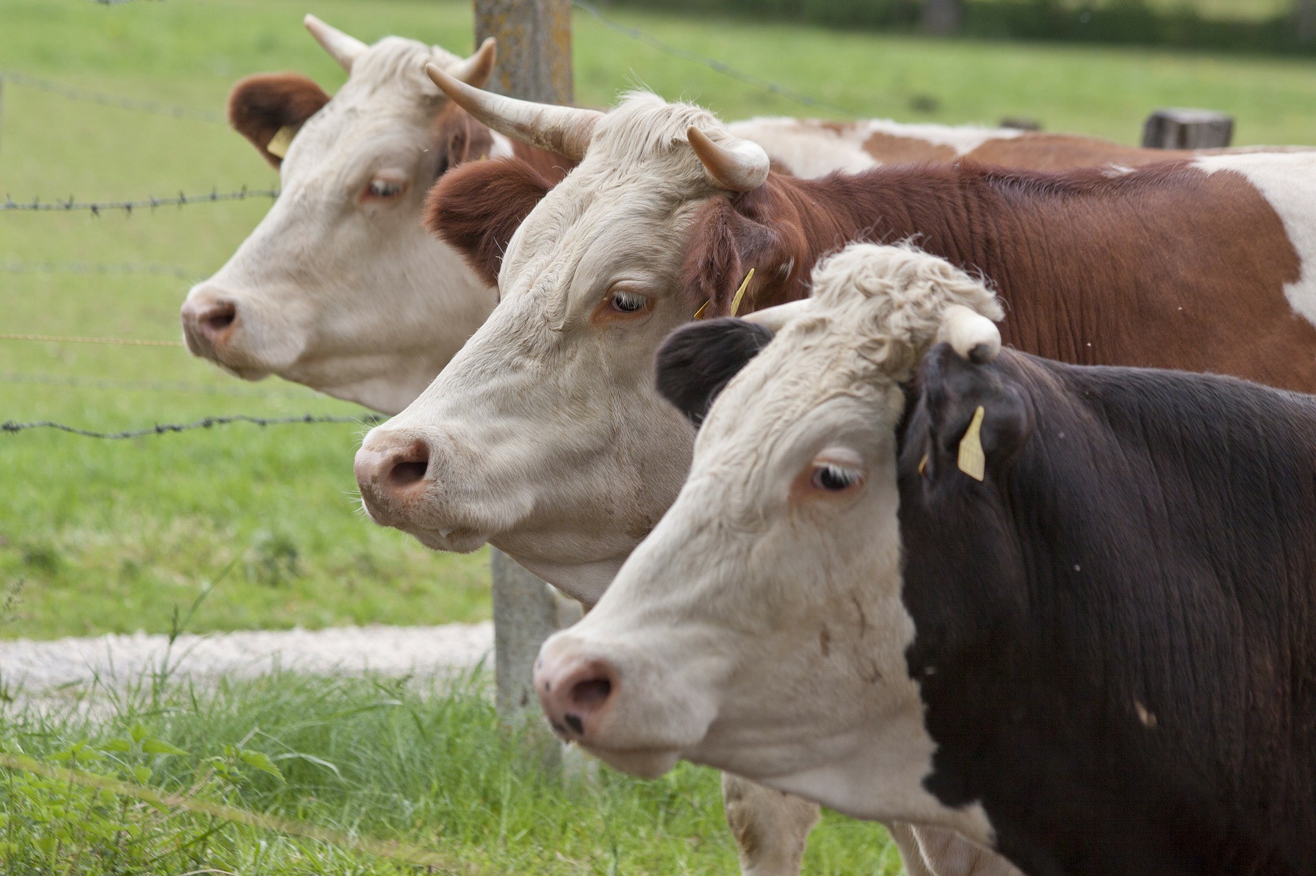 ARGENTINA: CREAN UN REGISTRO PARA CONTROLAR LA EVASIÓN EN CARNES