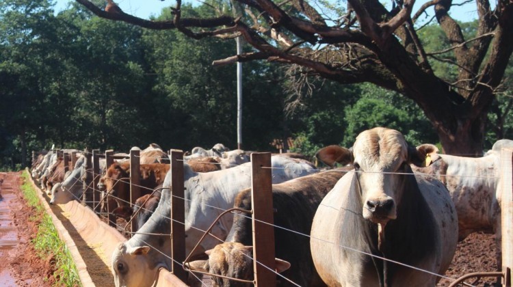 OIE RECERTIFICA A PARAGUAY COMO LIBRE DE 4 ENFERMEDADES ANIMALES