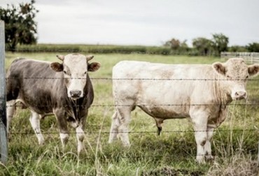 MÉXICO: INVESTIGAN LA CAPACIDAD DE LOS BOVINOS PARA ABSORBER NUTRIENTES