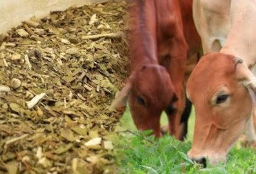 GANADO ALIMENTADO CON YERBA MATE PRODUCE CARNE DE MEJOR CALIDAD