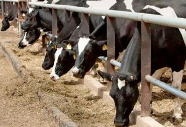 COLOMBIA: BENEFICIOS DE LAS GRASAS PROTEGIDAS EN LA ALIMENTACIÓN DE VACAS LECHERAS