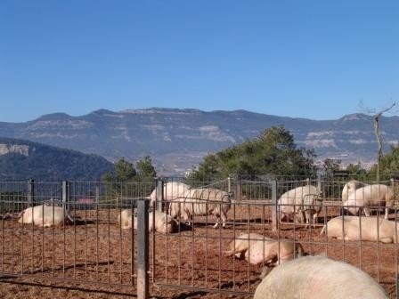 LA GENETICA ES LA MAS QUE INFLUYE EN LA CALIDAD EN PRODUCCION PORCINA ECOLOGICA