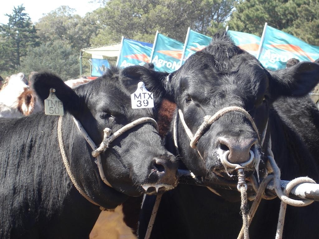 ARGENTINA: COMIENZA LA  32ª EXPOSICION NACIONAL PRIMAVERA ANGUS 