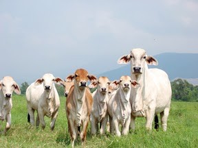 COLOMBIA ABRE NUEVOS NEGOCIOS DE CARNE Y LECHE CON RUSIA 