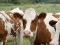 JORNADA SOBRE BIENESTAR ANIMAL Y BUENAS PRÁCTICAS DE MANEJO DE GANADO EN AZUL