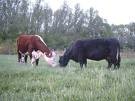 URUGUAY: EXPORTAN MAS CORTES HEREFORD Y ANGUS A LA UE