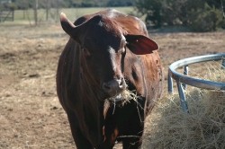 RAZAS BOVINAS, SANTA GERTRUDIS: POTENCIA CARNICERA