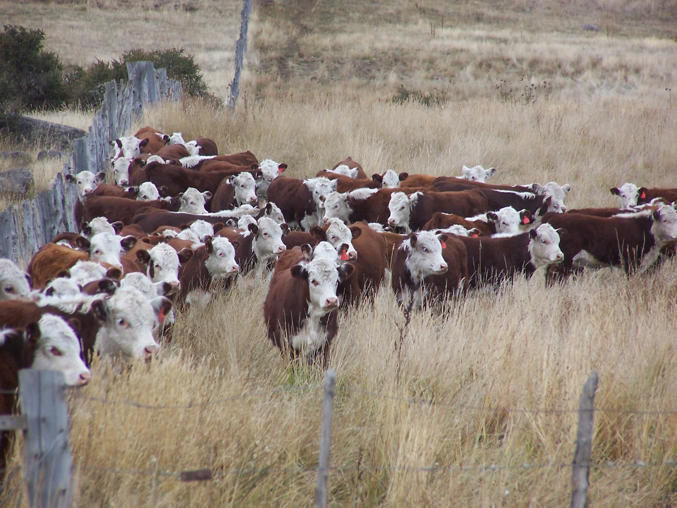 150° ANIVERSARIO DE HEREFORD: UN SIGLO Y MEDIO DE PASION POR MEJORAR