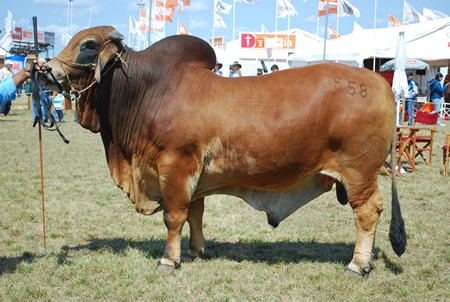 ARGENTINA: UNA RAZA ESPECTACULAR PARA EL NORTE