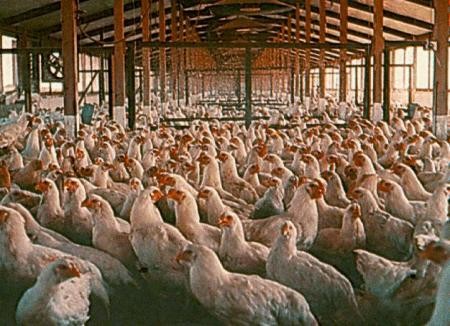 BRASIL: EXPORTACIONES DE CARNE DE POLLO ALCANZARON 4.000 MILLONES DE DOLARES EN LOS PRIMEROS SIETE M